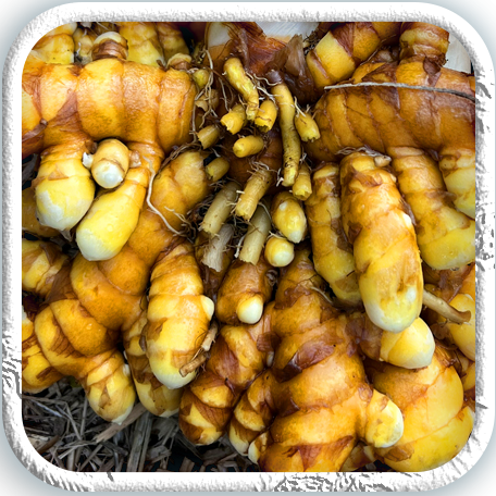 Kerala Turmeric